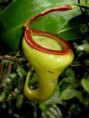 /album/fotogaleria-nepenthes/images-1-jpg11/